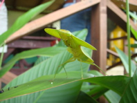 Leaf-mimicking Katydid